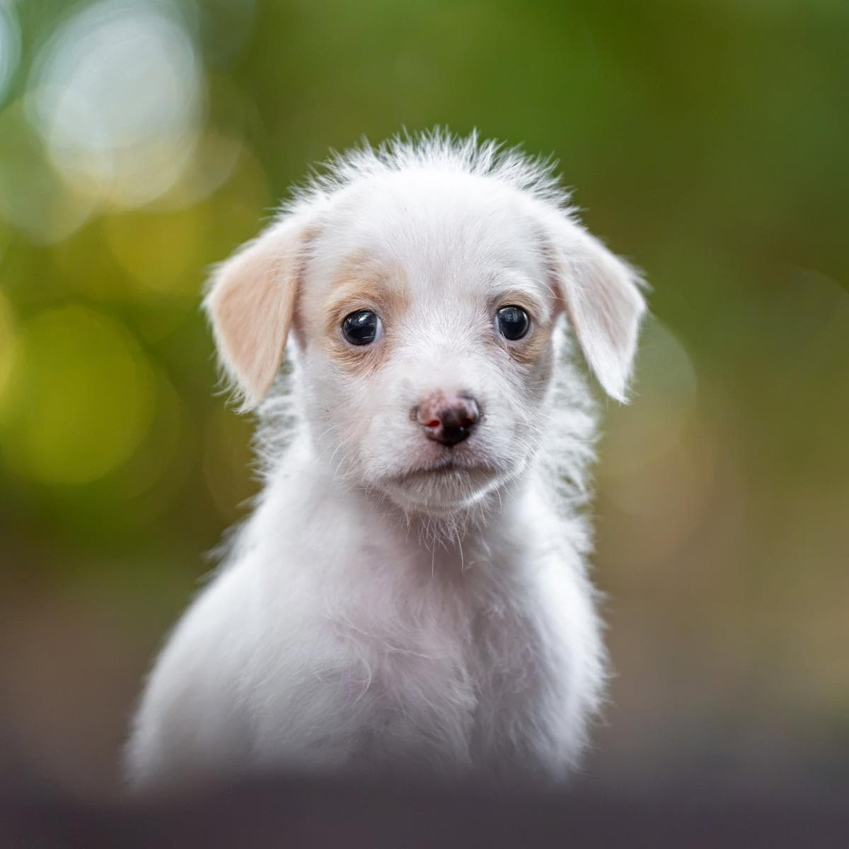 Noodle Pup - Penne - Wirehaired Fox Terrier