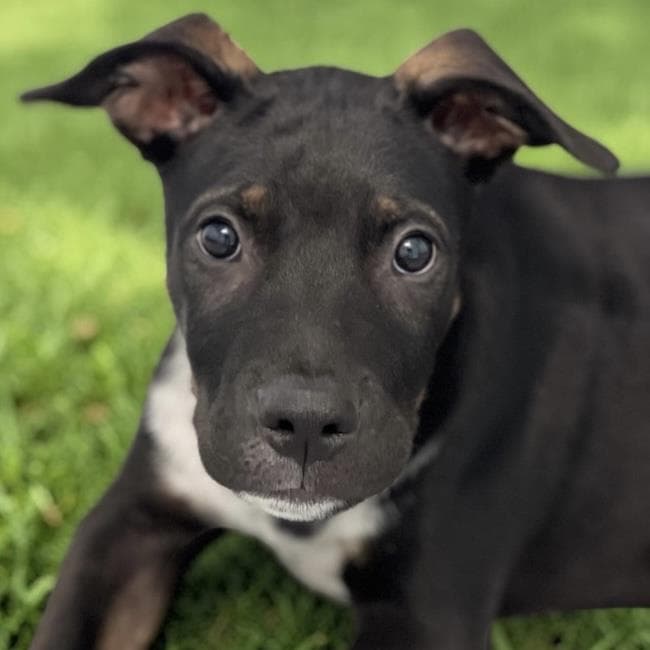 Paw Patrol Pup - Rubble - Shepherd