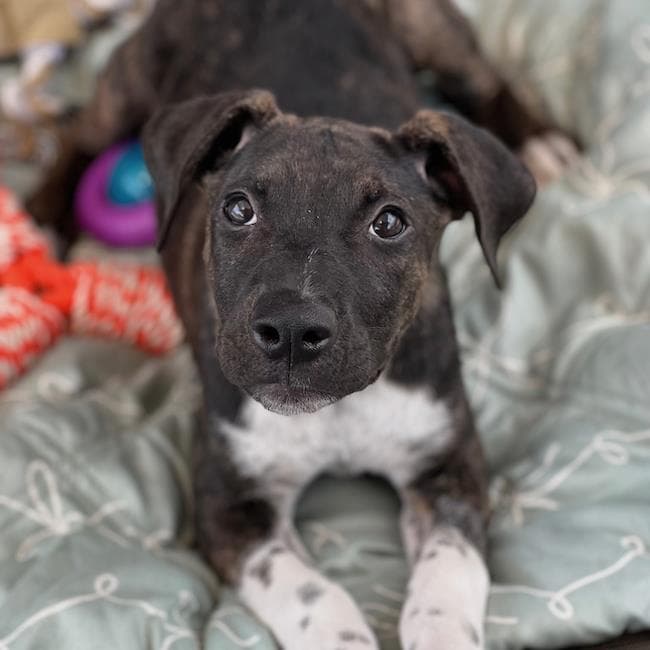 Paw Patrol Pup - Liberty - Shepherd