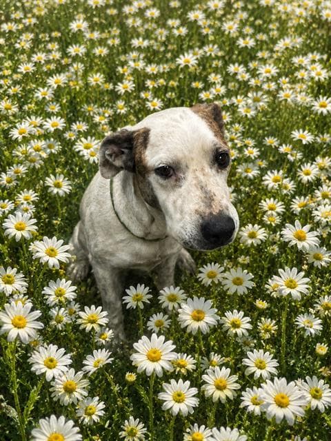 Shasta - Pit Bull Terrier
