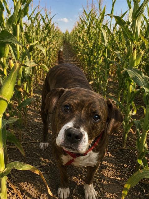 Beebee - Pit Bull Terrier