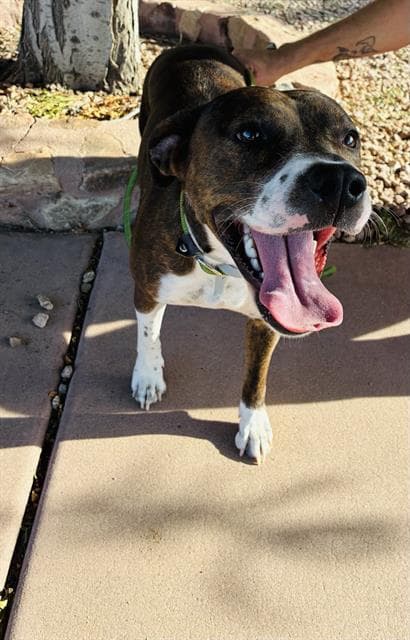Beebee - Pit Bull Terrier