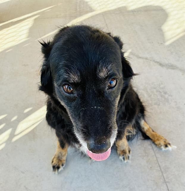 Sugar - Border Collie
