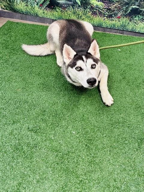 Shakira - Siberian Husky