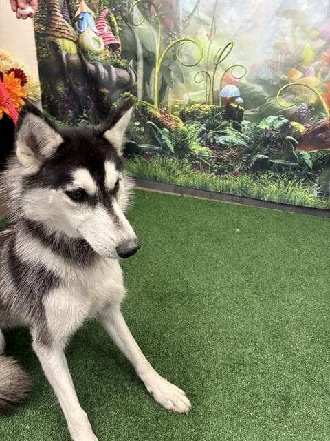 Butters - Siberian Husky