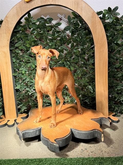 Red - Miniature Pinscher