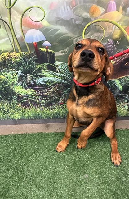 Dusty Bottoms - Redbone Coonhound