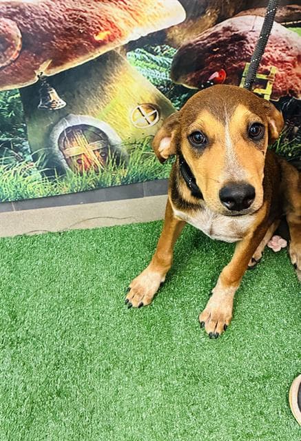 Lucky Day - Redbone Coonhound