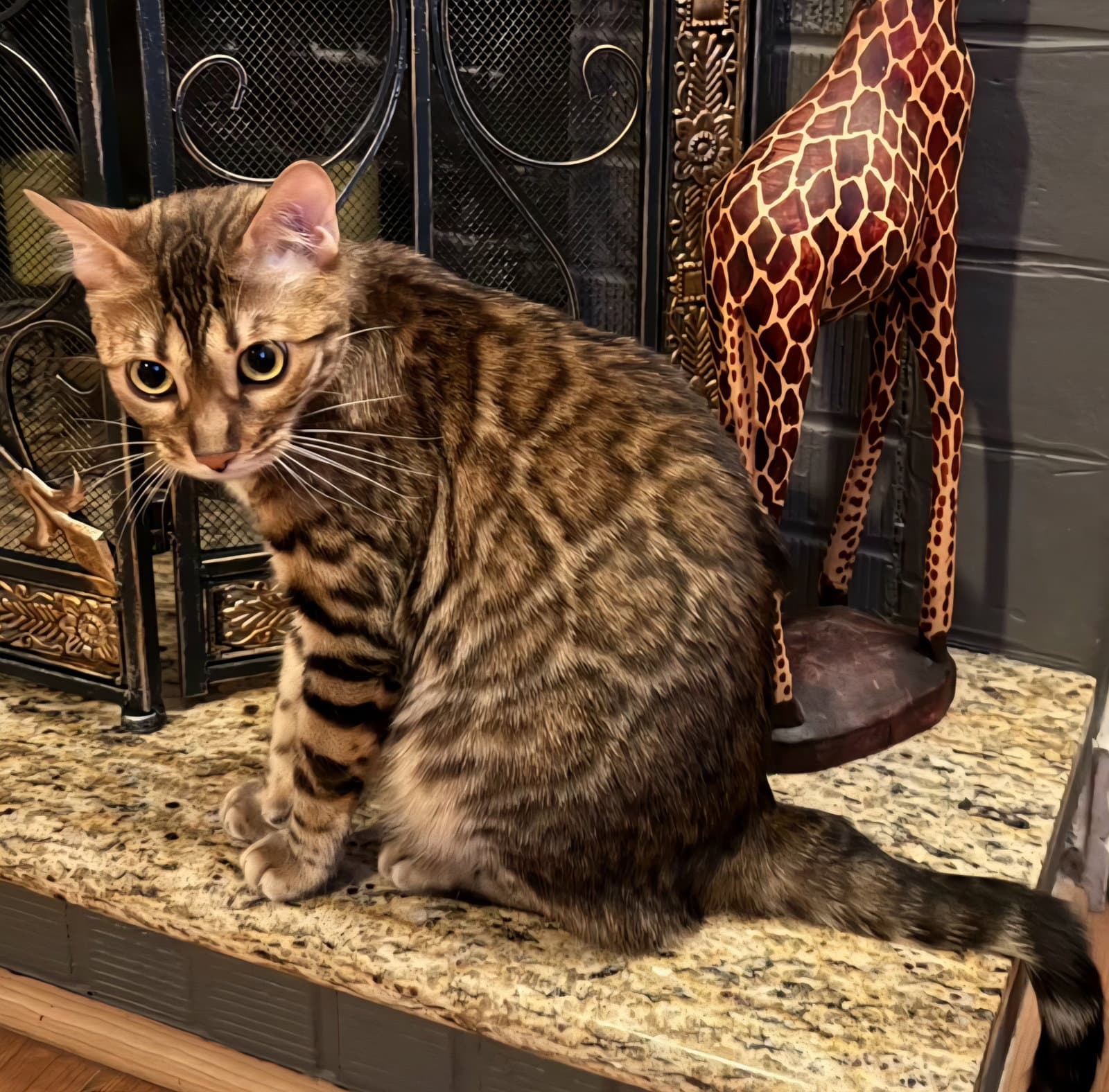 Rosie - Bengal