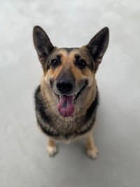 Misha - German Shepherd Dog