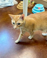 Megladon - Domestic Short Hair