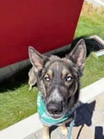 Sadie - German Shepherd Dog