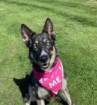 Sadie - German Shepherd Dog