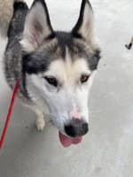 Loki - Siberian Husky