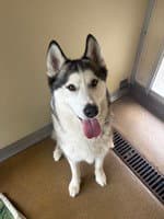 Loki - Siberian Husky