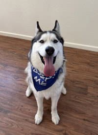 Loki - Siberian Husky