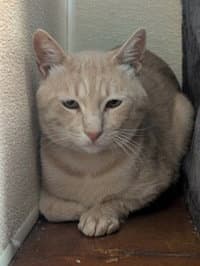 Waffles - Domestic Short Hair
