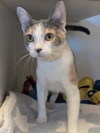 Whimsy - Domestic Short Hair