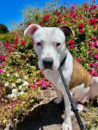 Ziya - American Pit Bull Terrier