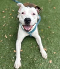 Ziya - American Pit Bull Terrier
