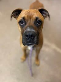 Princeton - Boxer
