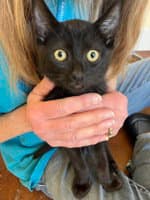 Peanut Butter - Domestic Short Hair