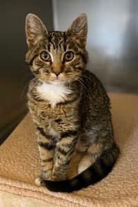 Lunamae - Domestic Short Hair