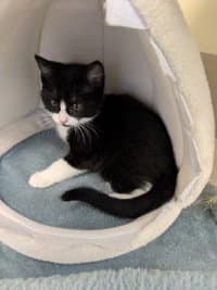 Shere Khan - Domestic Short Hair