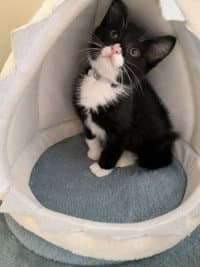 Bagheera image 1
