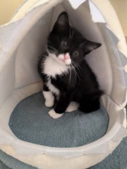 Bagheera image 2