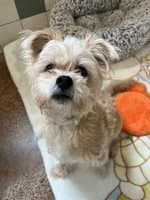 Maxwell - Yorkshire Terrier Yorkie
