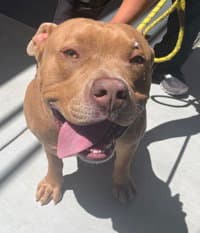 Coffee - American Pit Bull Terrier