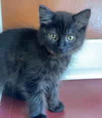 Ranch Dressing - Domestic Long Hair