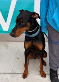 Draco - Doberman Pinscher
