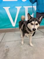 Ozzy - Siberian Husky
