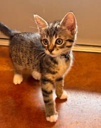 Charlie - Domestic Short Hair