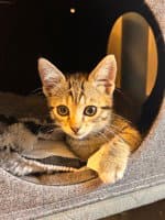 Mabel - Domestic Short Hair
