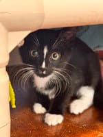 Oliver - Domestic Short Hair