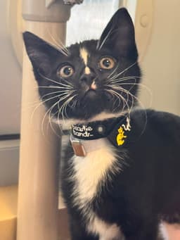 Oliver image 2