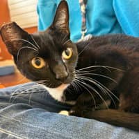 Mina - Domestic Short Hair