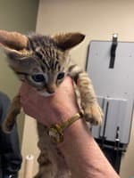 Timmy - Domestic Short Hair