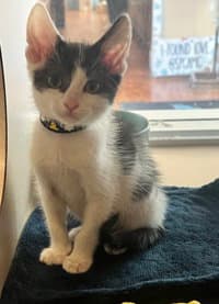 Otis - Domestic Short Hair