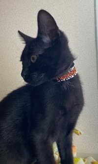 Otto - Domestic Short Hair