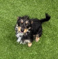 Anna - Terrier
