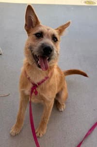 Ginger - Terrier