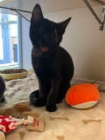 Gordon - Domestic Medium Hair