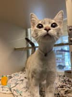 Cali - Domestic Short Hair