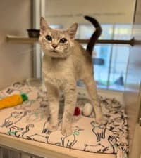 Cali - Domestic Short Hair
