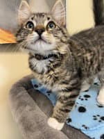 Milo - Domestic Short Hair