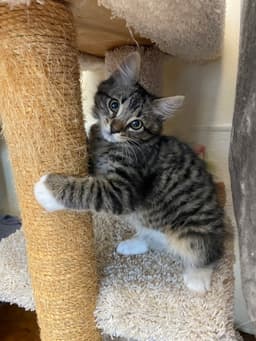 Milo image 2
